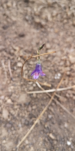 Conanthera trimaculata (Conanthera trimaculata)