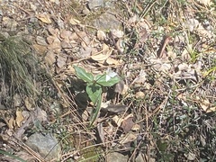 Pseudotrillium rivale