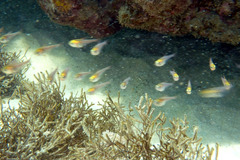 Pempheris klunzingeri