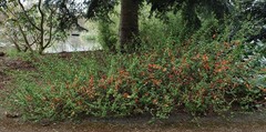 Chaenomeles japonica