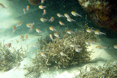 Pempheris klunzingeri