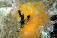 Doriopsilla carneola