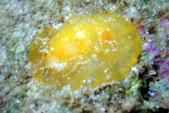 Doriopsilla carneola