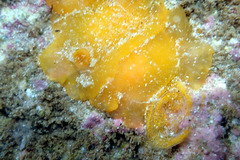 Doriopsilla carneola