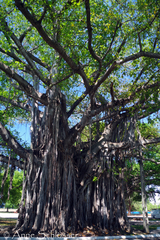 Ficus
