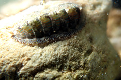 Rhyssoplax diaphora