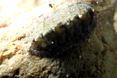 Rhyssoplax diaphora