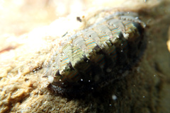Rhyssoplax diaphora