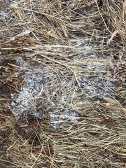 Sclerotinia sclerotiorum