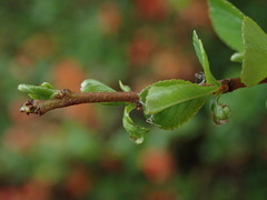 Chaenomeles japonica