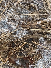 Sclerotinia sclerotiorum