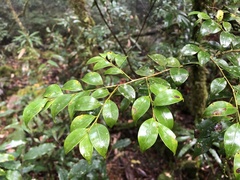 Ilex hayataiana