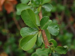 Chaenomeles japonica