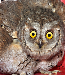Otus scops