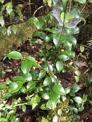 Ilex hayataiana