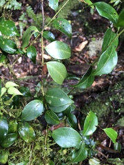 Ilex hayataiana
