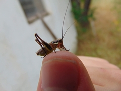 Rhacocleis insularis