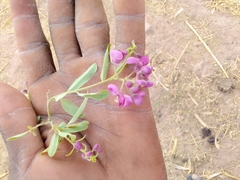 Securidaca longepedunculata