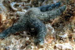 Allostichaster polyplax