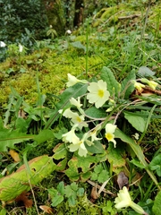 Primula elatior