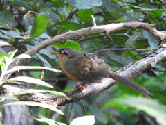 Morococcyx erythropygus