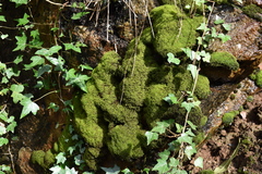 Amphidium mougeotii