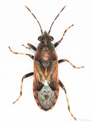 Heterogaster affinis