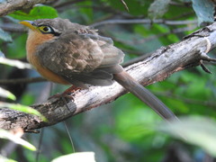 Morococcyx erythropygus