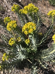 Myrsiniteae
