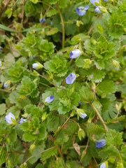 Veronica persica