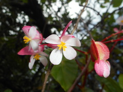 Begonia wrightiana