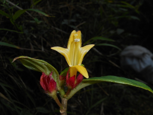 Columnea tincta