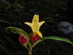 Columnea tincta