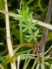 Galium uliginosum