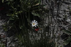 Knowltonia tenuifolia