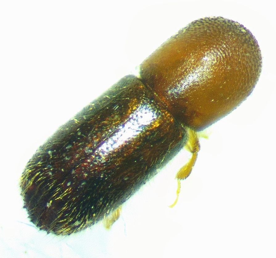 Xyleborus bodoanus