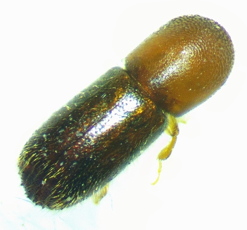 Xyleborus bodoanus