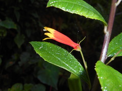 Siphocampylus manettiiflorus