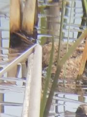 Dolomedes plantarius