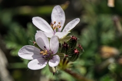 Erodium acaule
