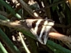 Grammodes bifasciata