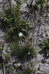 Knowltonia tenuifolia