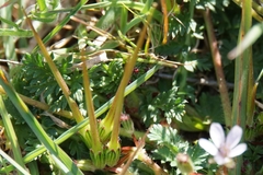 Erodium acaule