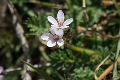 Erodium acaule
