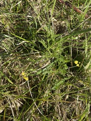 Lomatium bradshawii