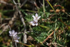 Erodium acaule