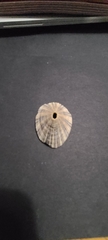 Diodora