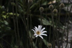 Knowltonia tenuifolia