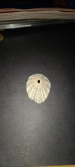 Diodora