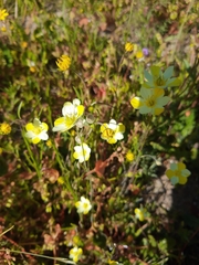 Hesperomecon linearis